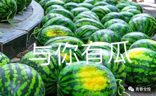 康县网红吃瓜二拼事件,网络热议背后的真相与反思