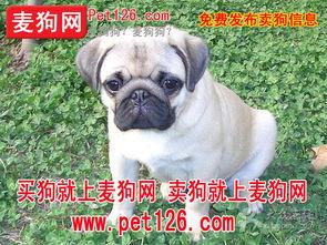 二狗网红吃瓜图片大全,揭秘娱乐圈幕后真相