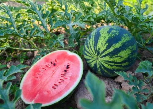 河南新疆网红吃瓜事件,网络舆论的发酵与反思